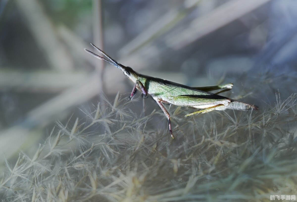 蚱蜢闹翻天,蚱蜢