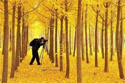 153单职业传奇网，手游攻略与玩法大揭秘