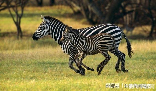 班马是白条纹的黑马,班马传奇，驰骋条纹战场的黑马攻略