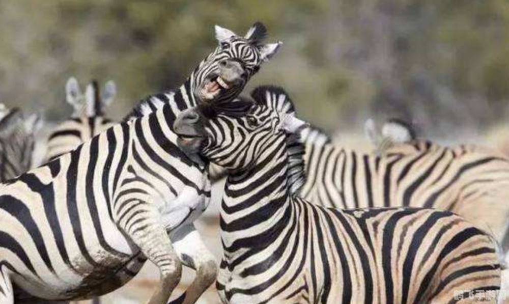 班马是白条纹的黑马,班马传奇，驰骋条纹战场的黑马攻略