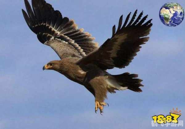 纸鸢的鸢是指什么,纸鸢