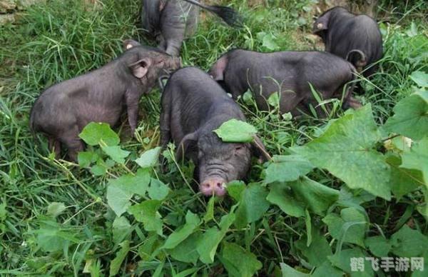 探秘香猪保种基地,手游猪猪乐园玩法全攻略