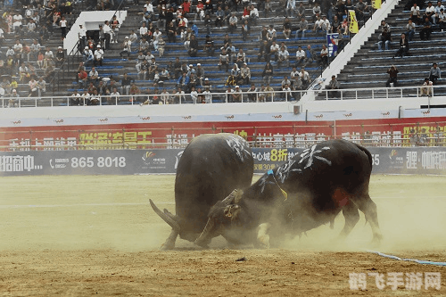 真人斗牛牛手游攻略,玩转斗牛,成为真正的斗牛大师!