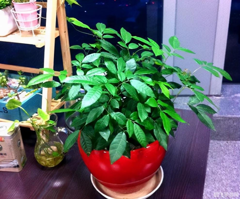 我去买几个橘子手游攻略，橘子收集与高效游戏策略