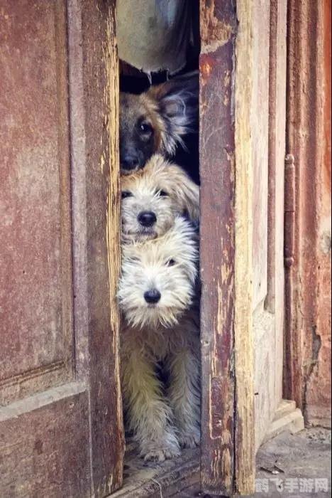 魔兽世界十大感人故事,魔兽世界中的温情与传奇，探索十大感人故事背后的玩法攻略