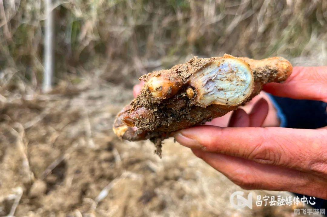 老姜的收获季节,老姜丰收季,探秘姜田的游戏攻略