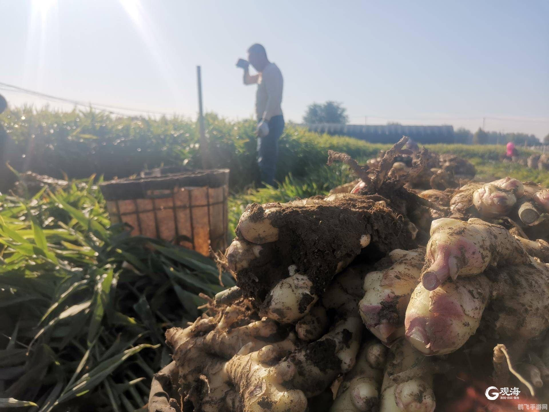 老姜的收获季节,老姜丰收季，探秘姜田的游戏攻略
