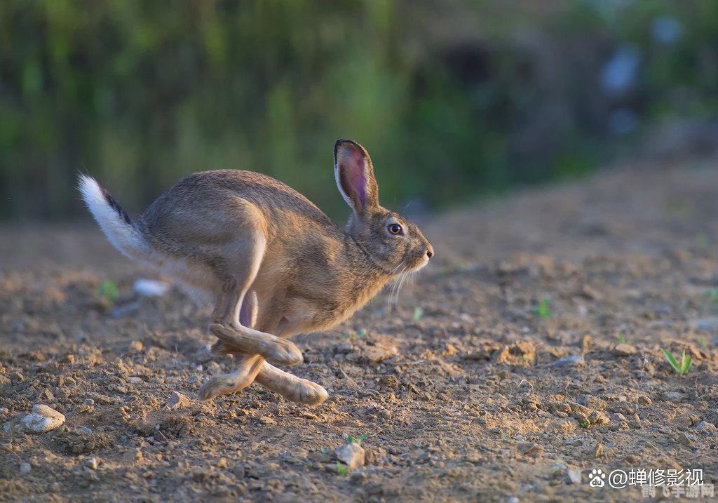 揭秘扑朔迷离背后的神秘动物——兔子