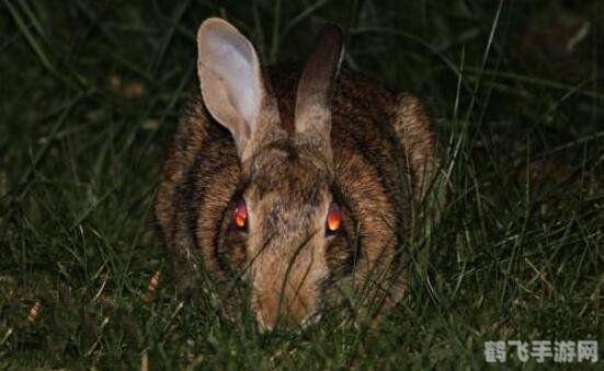 揭秘扑朔迷离背后的神秘动物——兔子