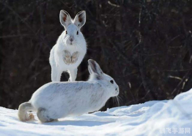 揭秘扑朔迷离背后的神秘动物——兔子
