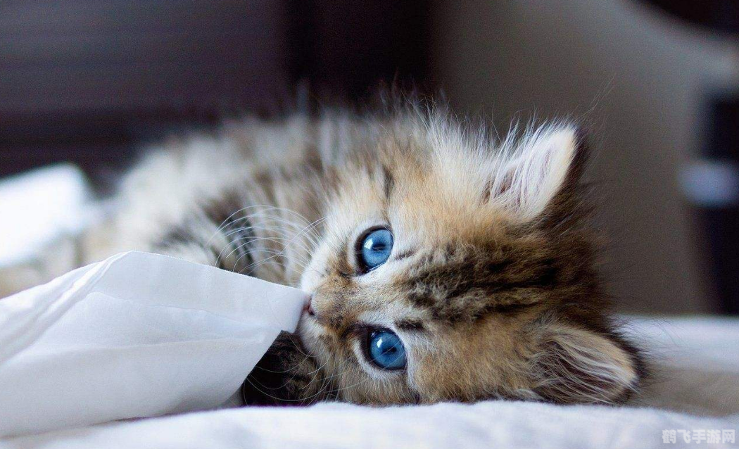 虎纹猫家园,虎纹猫家园探秘,打造你的专属猫咪乐园