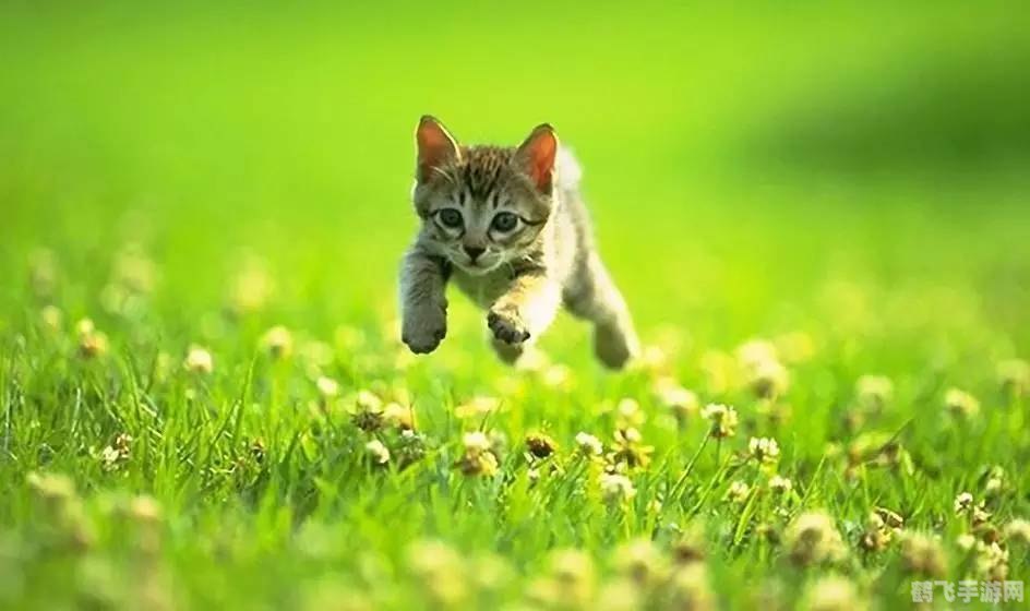 虎纹猫家园,虎纹猫家园探秘,打造你的专属猫咪乐园