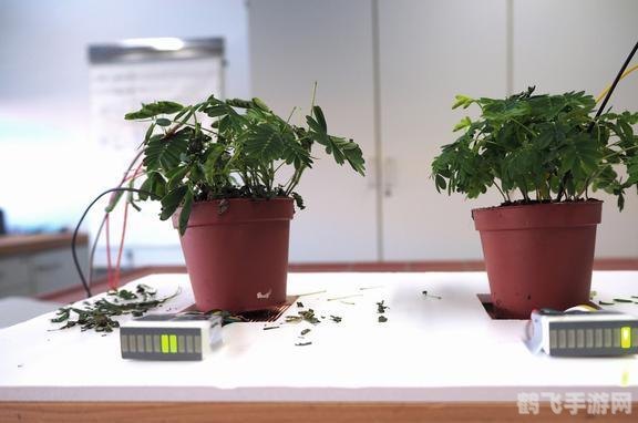 含羞草实验研究所入口,含羞草实验研究所