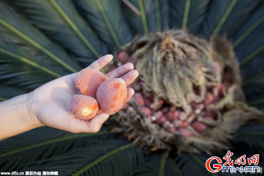 铁树果能生食吗,铁树果不可生食，手游中的奇幻探险攻略