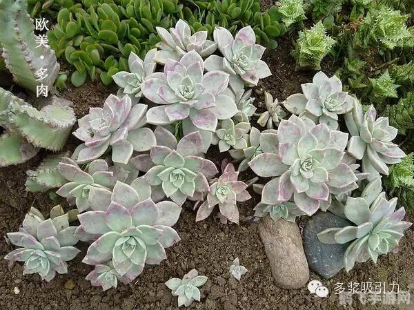 交流1v3多肉软玉娇香,手游多肉软玉娇香深度玩法与攻略，打造你的多肉花园