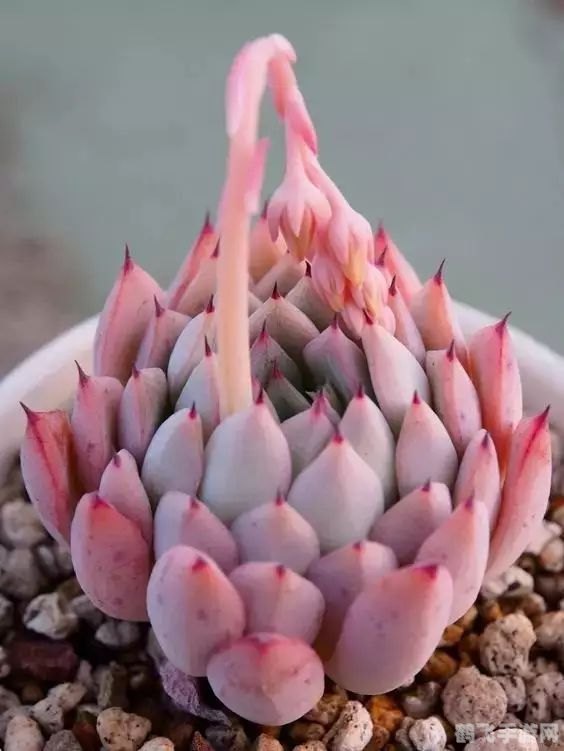 交流1v3多肉软玉娇香,手游多肉软玉娇香深度玩法与攻略，打造你的多肉花园