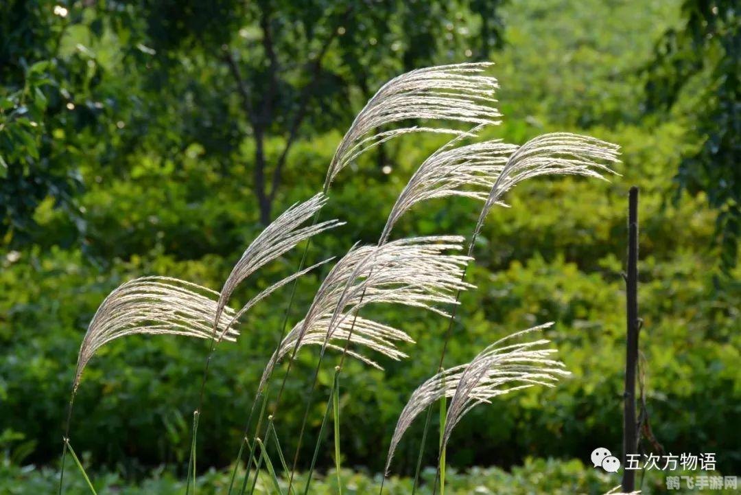 王者荣耀撩妹帅气名字,王者荣耀，撩妹帅气名字大揭秘，成为游戏中的焦点！