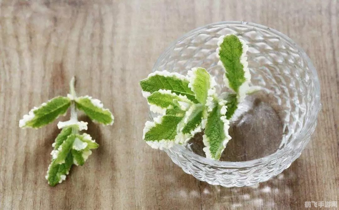 薄荷吃起来凉凉的是因为,揭秘薄荷的清凉之谜，探索手游中的神秘冒险！