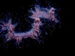 猎鱼高手游戏机,猎鱼高手游戏机——深海狩猎新体验