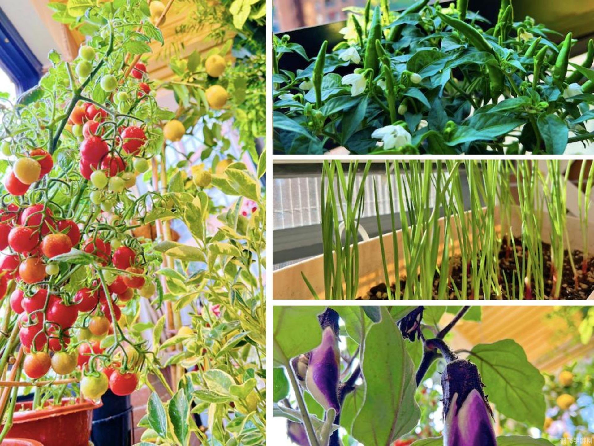 qq游戏家族,QQ游戏家族,手游攻略与玩法大揭秘