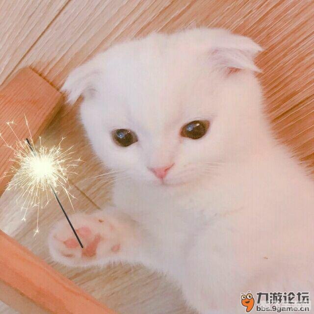 萌猫猫养成攻略,萌猫猫养成全攻略，打造你的专属萌宠！