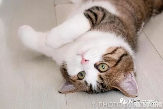 萌猫猫养成攻略,萌猫猫养成全攻略，打造你的专属萌宠！