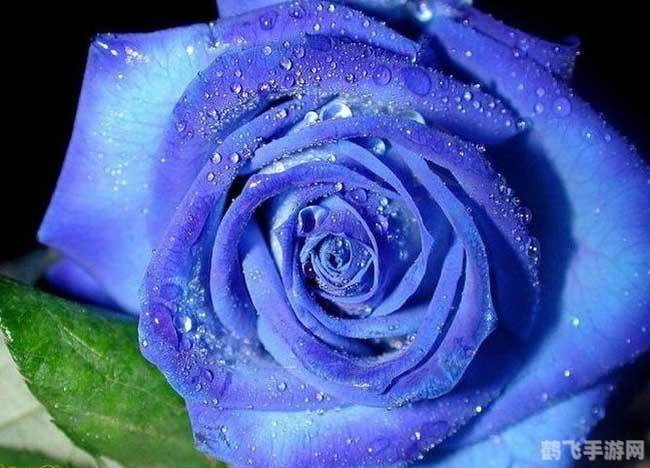 蓝色妖姬驱动手游攻略，掌握核心玩法，成为真正的妖姬大师