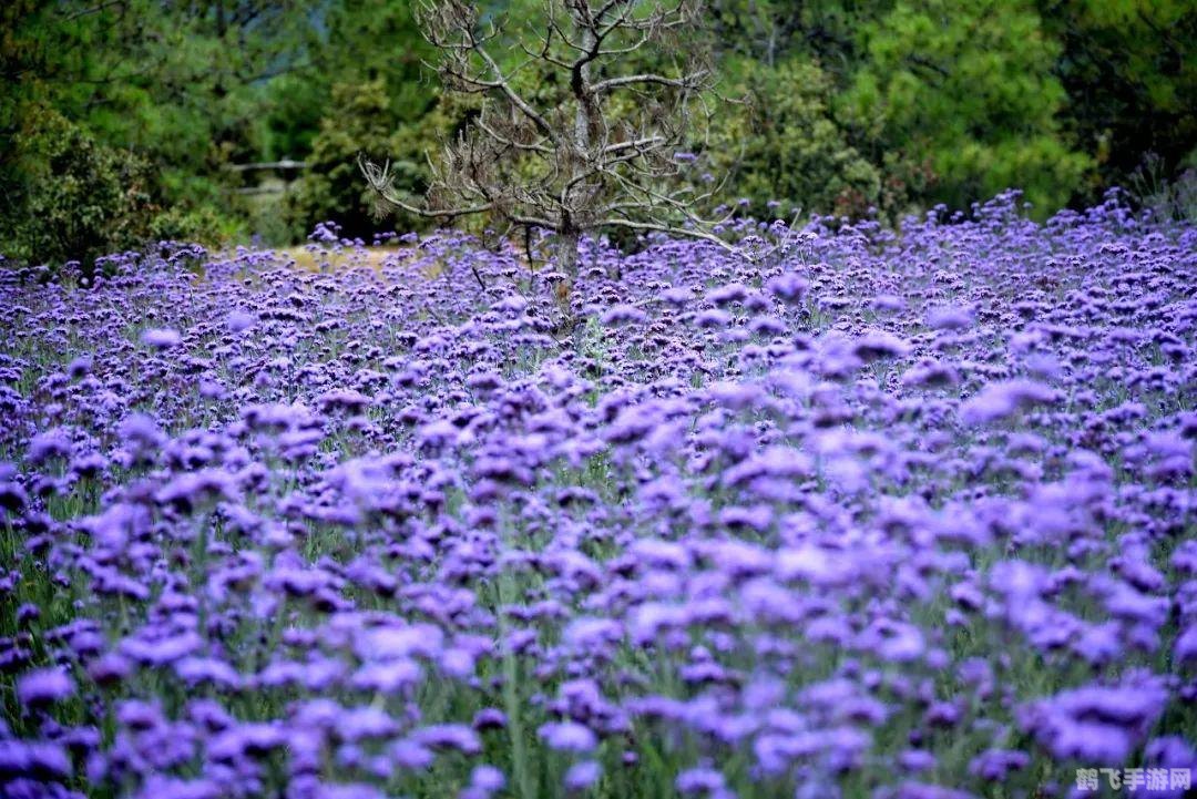 QQ名片九组图揭秘,打造个性化游戏展示