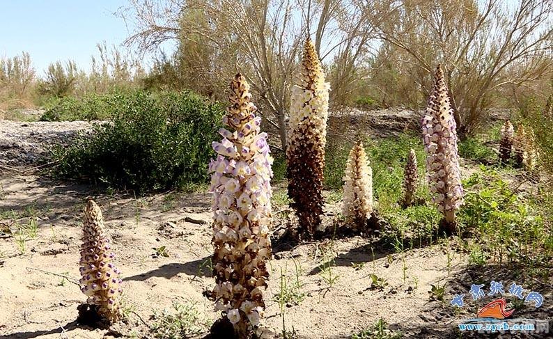 寄生在梭梭根部的植物,寄生在梭梭的植物世界，探索游戏中的奇异生态