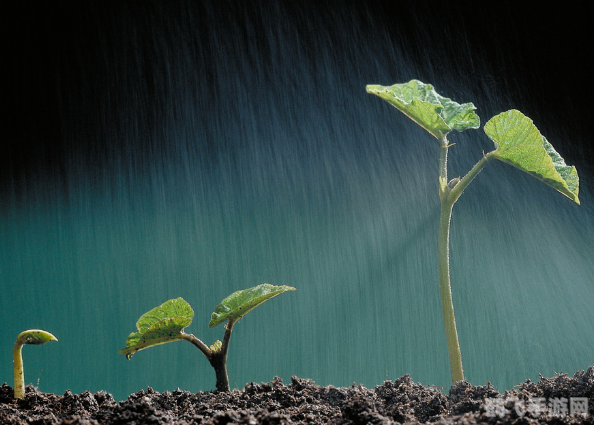三月中自雨水后,春雨细润，探索游戏中的雨水世界