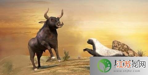 世界上最无所畏惧的动物是什么,揭秘世界上最无所畏惧的动物,探索游戏中的勇猛生物