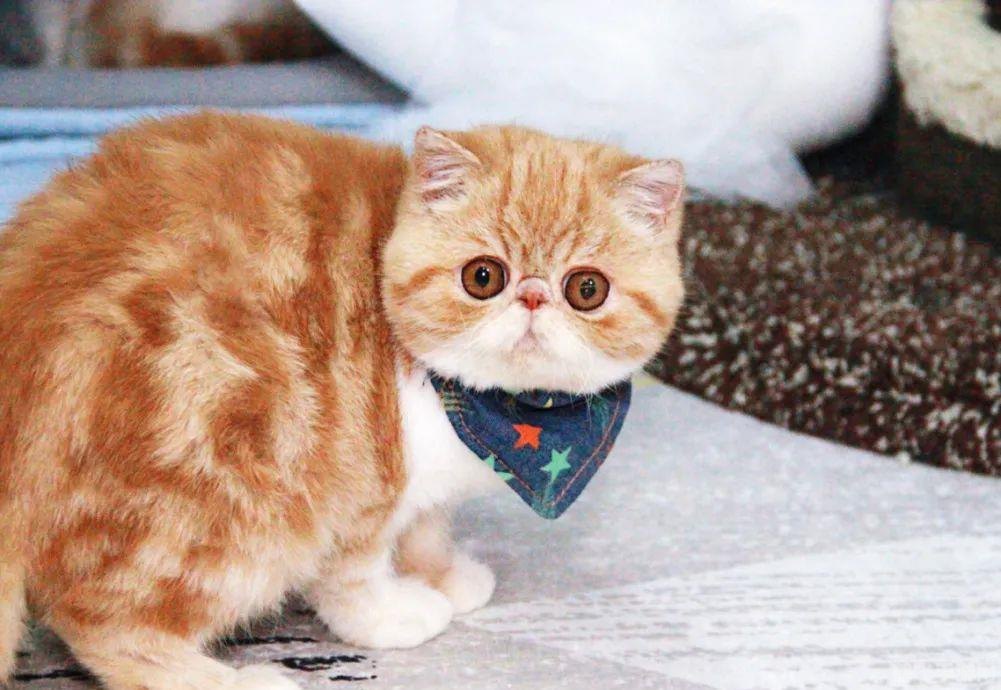 加菲盐改键,加菲盐改键