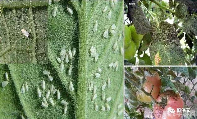 异常抗性恢复药剂,异常抗性恢复药剂,游戏中的救命良药