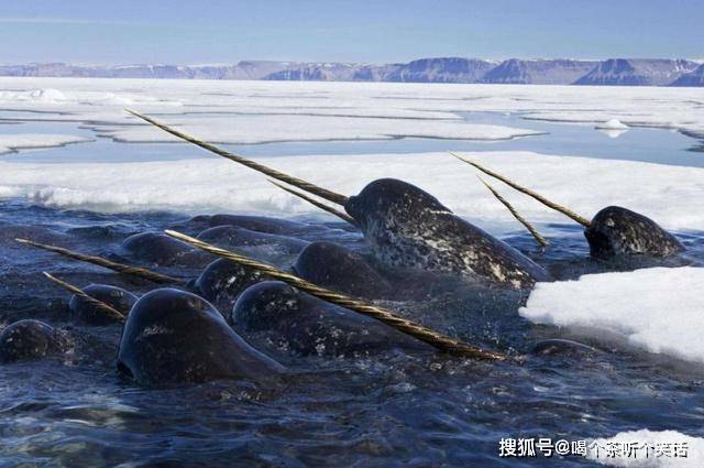 独角鲸的角,深海秘境,独角鲸之角探秘攻略