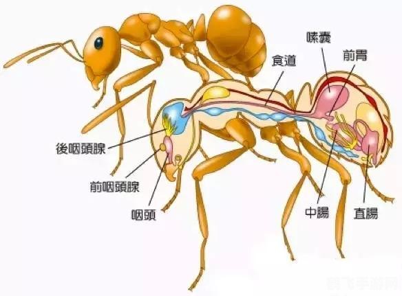 蚂蚁种类