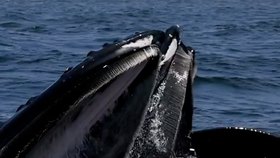 座头鲸的捕食秘籍,冲刺、气泡网与陷阱三重奏