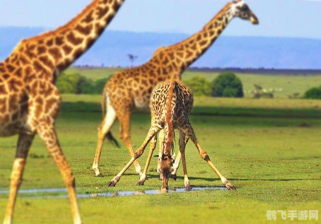 长颈鹿的耐渴奇迹,揭秘长颈鹿能够多久不喝水
